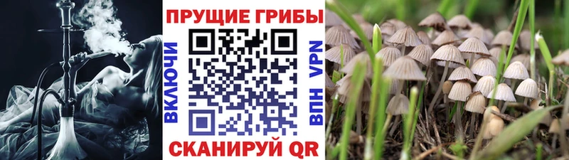 Галлюциногенные грибы Psilocybe Черепаново