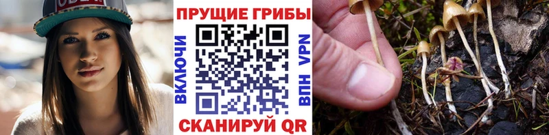 Галлюциногенные грибы Psilocybe  наркота  Черепаново 